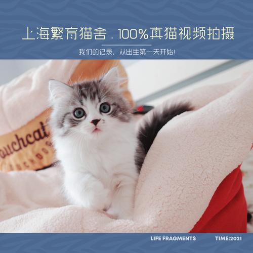 苏格兰折耳猫立耳