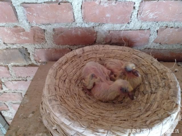 出壳4天的小鸽子