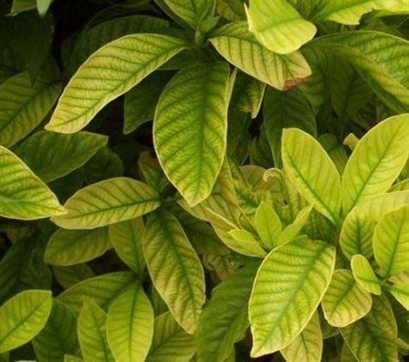 栀子花黄化病怎么办