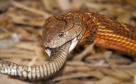 眼镜王蛇宠物 蛇吧