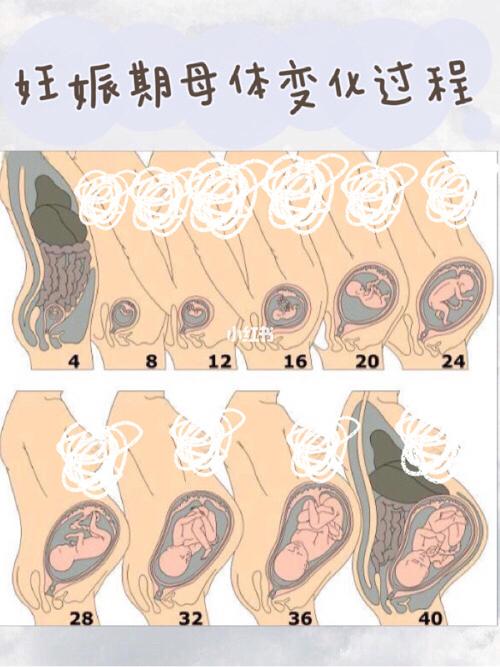 胎儿发育过程|孕检b超单术语大揭秘!_胎儿_孕检_胎盘