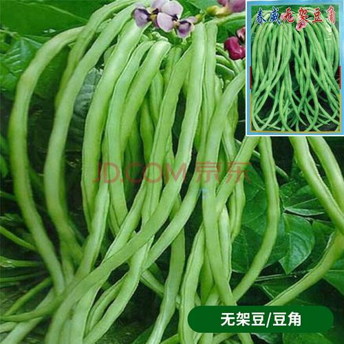豆角种籽子猪仔豆肉厚高产豇豆四季豆无架长豆角种子蔬菜种孑大全美园