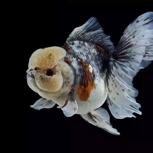 五花泰狮金鱼活体百褶泰狮花泰狮冷水鱼水族宠物小型金鱼包活易养