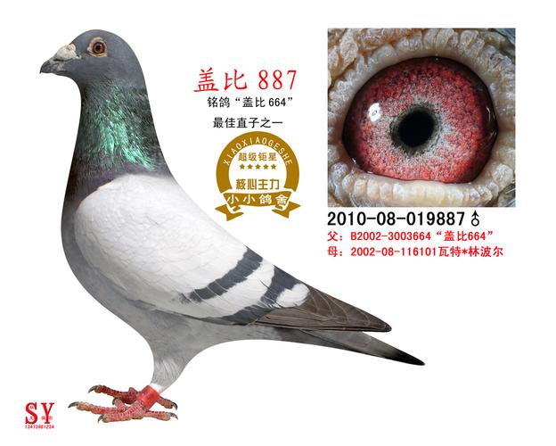 盖比664直子(已售北京)