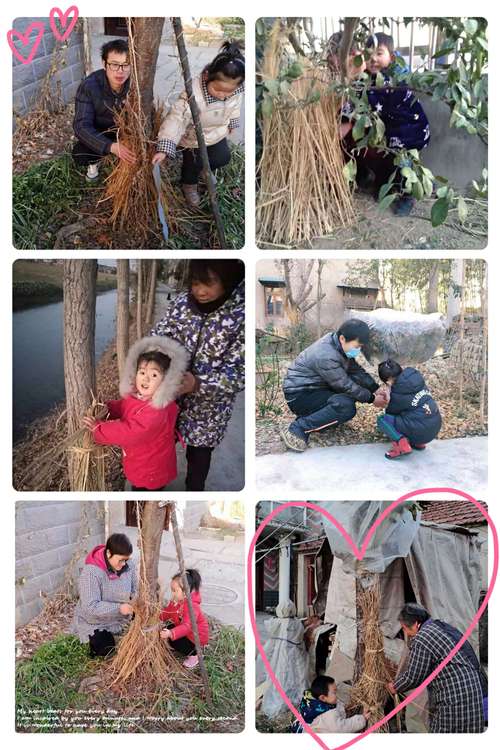 给小树穿冬衣