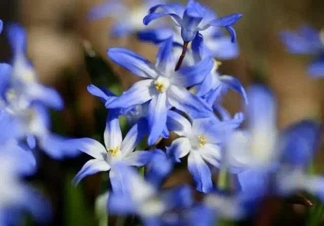 id:hxshm-bj 【雪光花】 学名:chionodoxa spp 别名:雪宝花 花语:坚韧
