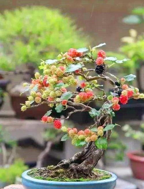 家里养不得桑树?把它养成盆景,大家都抢着要