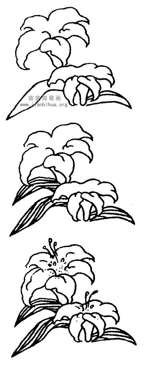 百合花简笔画图解与资料