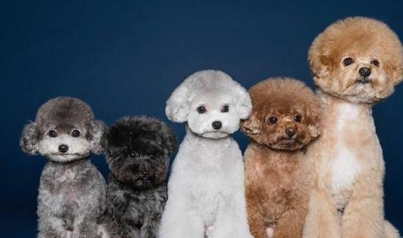 泰迪犬价格更便宜