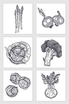 手绘写实线描蔬菜矢量素材