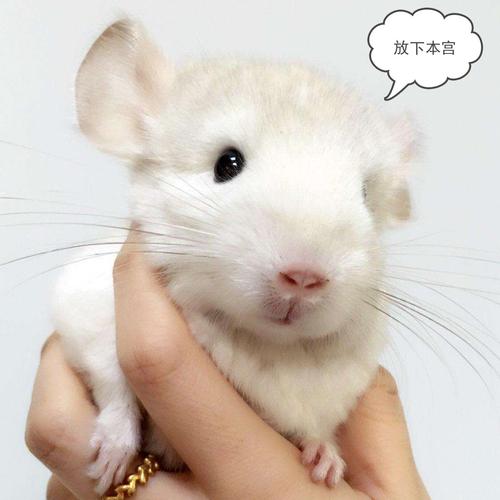 龙猫活体 家养_金色龙猫妹妹纯白龙猫幼崽活体龙猫家养龙优惠券