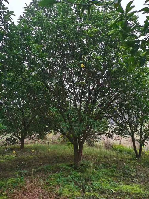 大量供应香泡树