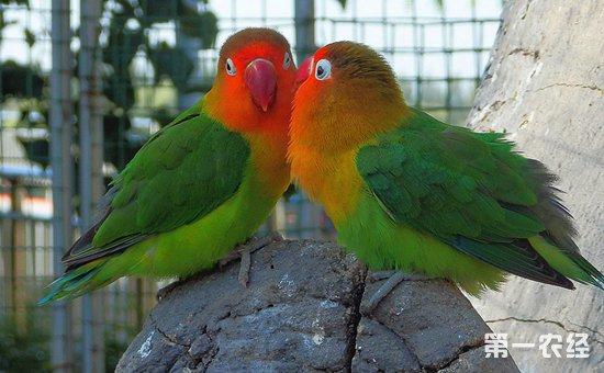 牡丹鹦鹉繁殖技术分享