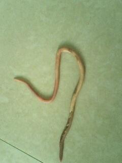 婴儿拉了一条蛔虫