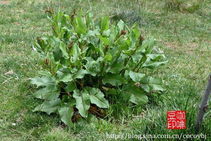 别   名:土大黄 科   属:  蓼科酸模属 产地分布:产陕西南部,甘肃