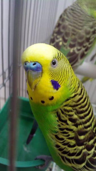 牡丹鹦鹉和虎皮鹦鹉这几天头顶上的毛怎么变颜色了,这