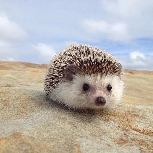 刺猬养殖与繁殖的方式