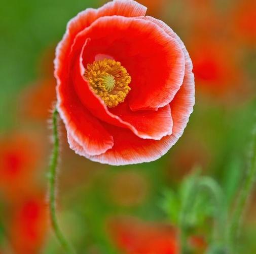 虞美人,盛开在诗词里的花,它曾经是我的诗和远方