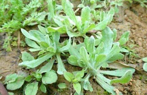 艾草  每年三月起,水蜜花就赶着