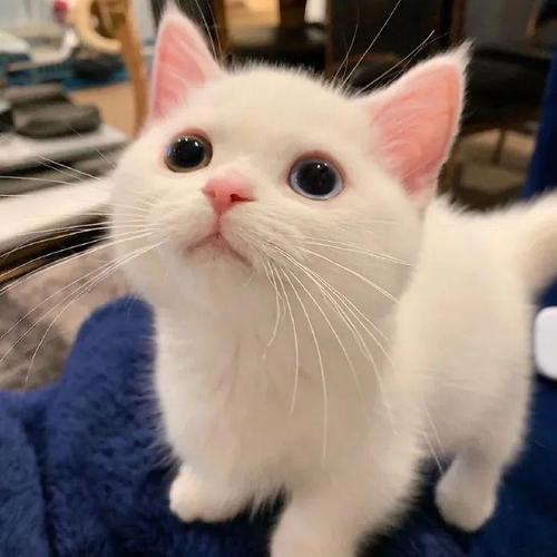 外国的铲屎官为了看这只萌猫都追到我们国内了