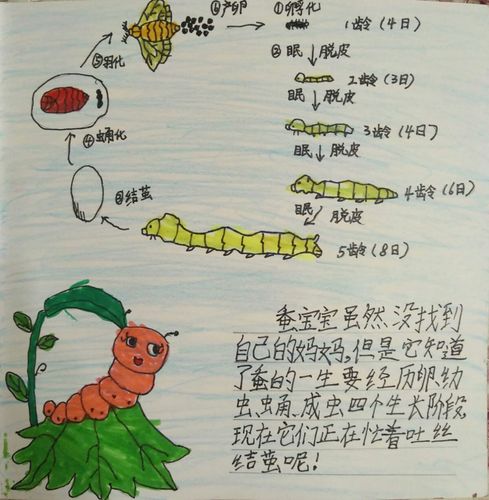 绘本创作——蚕宝宝找妈妈