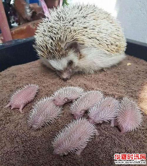 为啥现在农村很少看到刺猬了?是什么原因造成的?