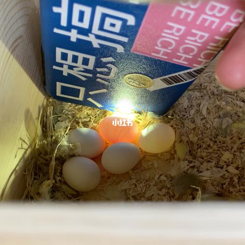 牡丹鹦鹉受精卵孵化99_鹦鹉_牡丹_牡丹鹦鹉_宠物