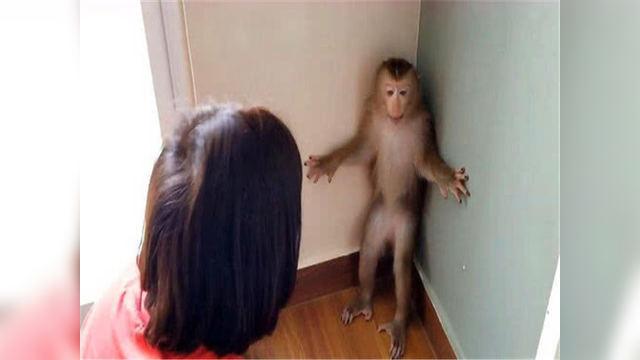 猴子不满被训斥,直接和女主人"顶嘴",镜头拍下搞笑画面!