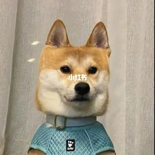 方脸狗98也太可爱了叭 | 呆萌版情侣头像_情侣头像