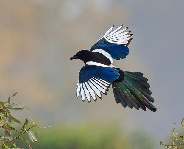 为啥喜鹊窝不怕雨雪?"高层别墅"的败絮其外,金玉其中