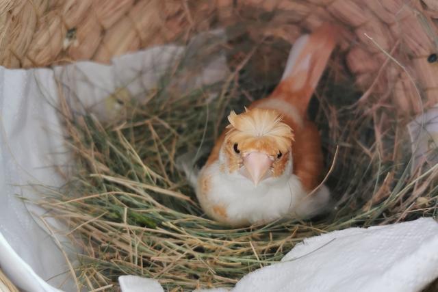 其中一种菊花头品种的黄玉鸟,非常惹人显眼.
