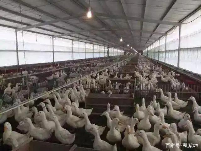 养鸭不管是鸭舍还是生长环境还是水禽旱养怎样做年入百万