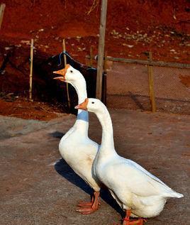 鹅鸭相呼初出田昏昏云日澹平川