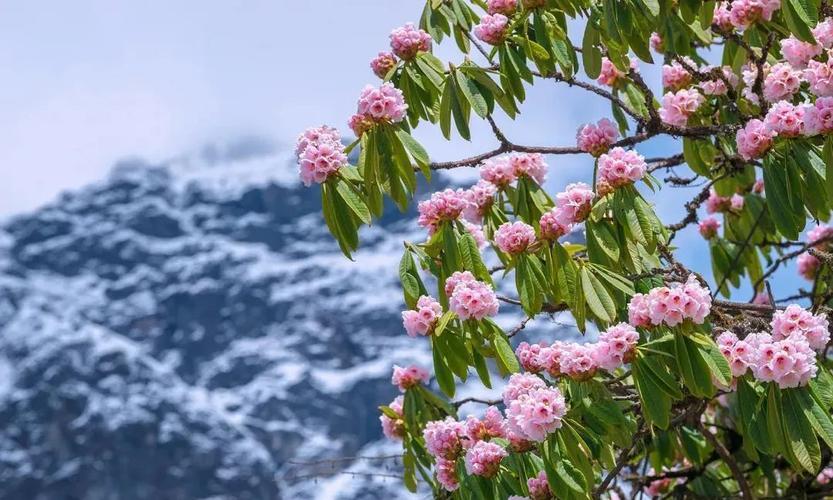 云南白马雪山高山杜鹃林04公园森林覆盖率96%,古木参天,藤蔓缭绕,溪水