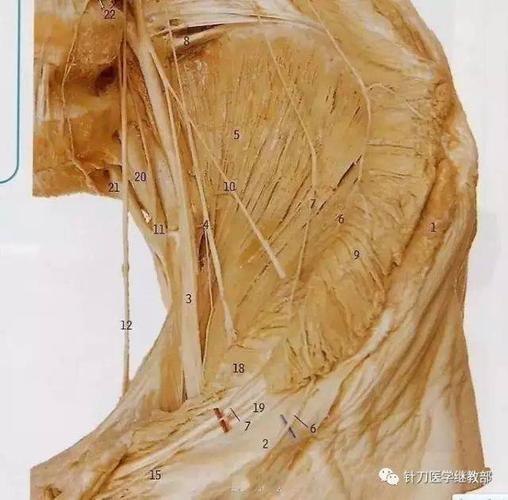 疼痛的大门-髂后上棘内上缘及骶髂关节内侧缘的应用解剖