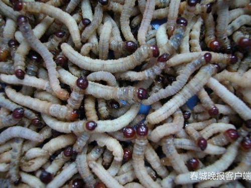 人工饲养的蝠蛾幼虫杨大荣介绍,现在冬虫夏草人工养殖技术难关已经