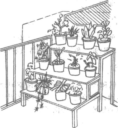 适合阳台种植的蔬菜类型