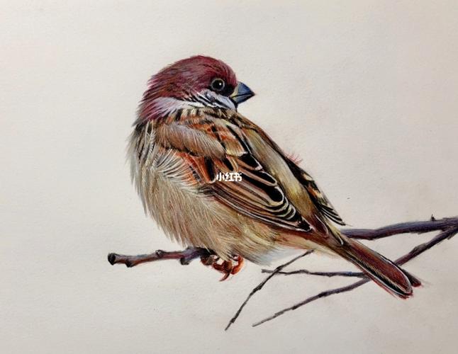 彩铅小麻雀_彩铅_手绘_彩铅手绘_文化_绘画