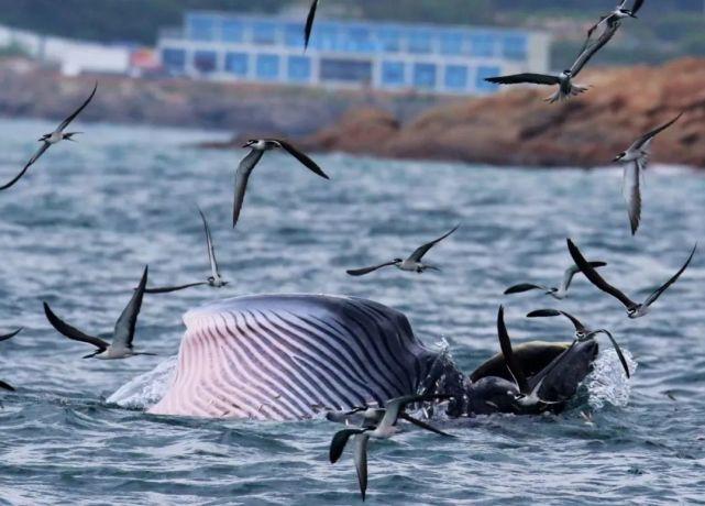 重要提醒:不要围观,不要靠近!_鲸鱼