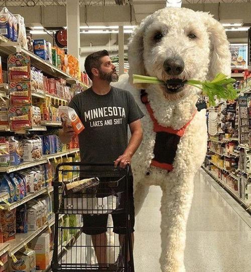 原创400多斤比主人还高的巨贵登场!然而真相却让人大跌眼镜