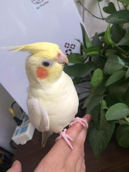 家里鸟太多了 坐标北京天通苑立水桥 出玄凤鹦鹉