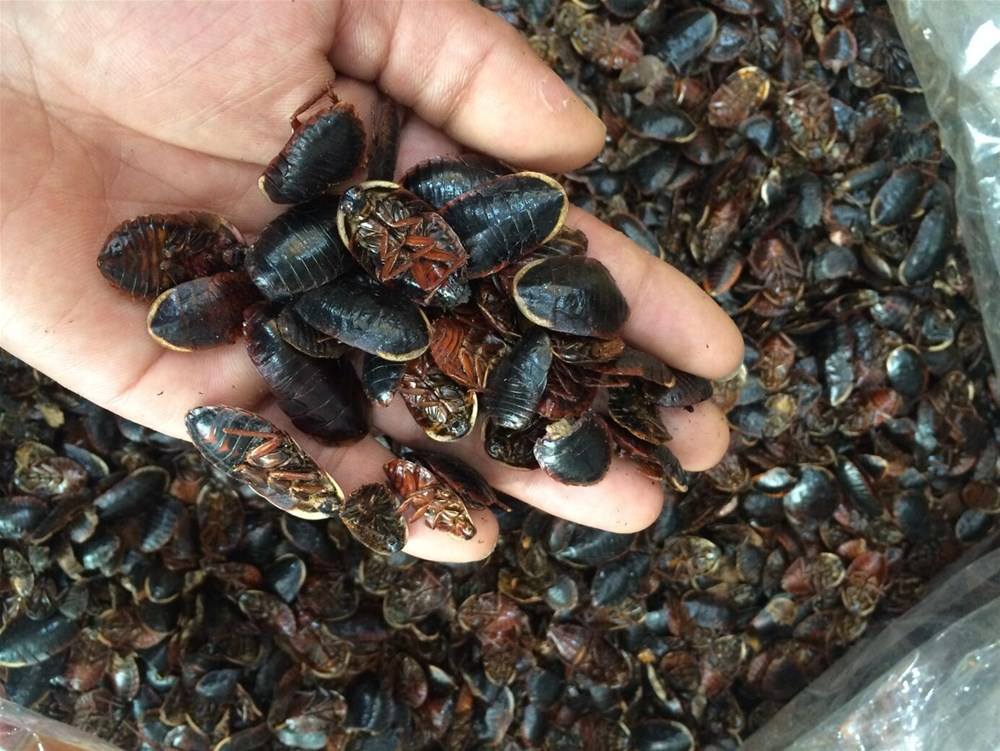 九香虫功效多,药用价值高,这4点养殖方法缺一不可,值得学习!