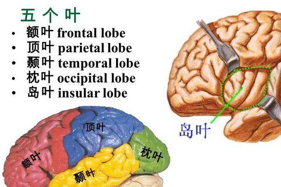 关于大脑这些功能你了解多少