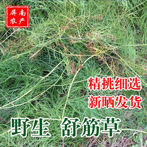 深山天然野生舒筋草大伸筋草舒藤石松松筋藤马尾伸筋干品250克