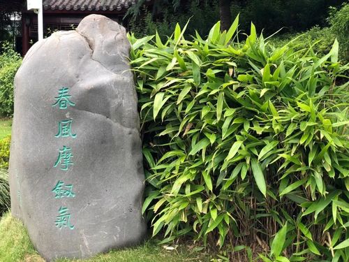 连粽叶是什么都不知道,对得起刚吃进肚的粽子吗?