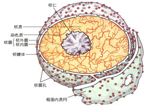 3细胞核——系统控制中心-ywl.ppt