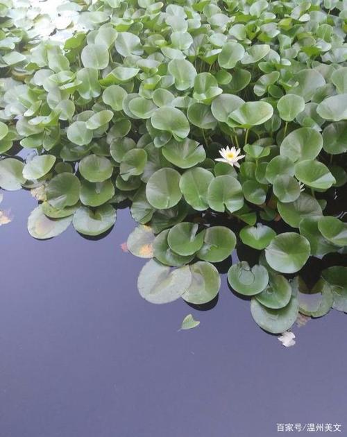 浮萍,请允许我为你讴歌