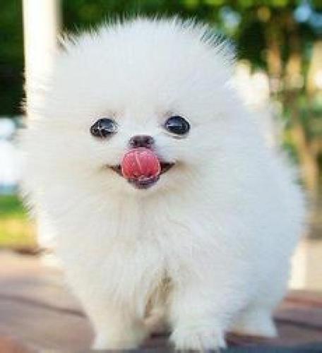 可爱的小动物睡觉图片