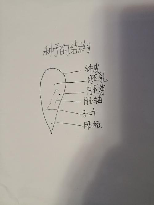 观察苹果种子的内部结构(1916班梁家源)