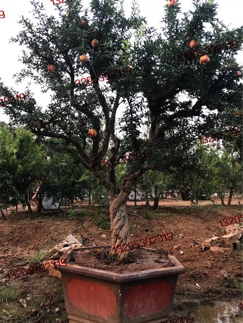 石榴树盆景古树桩子别墅庭院绿化地栽大石榴树造型美